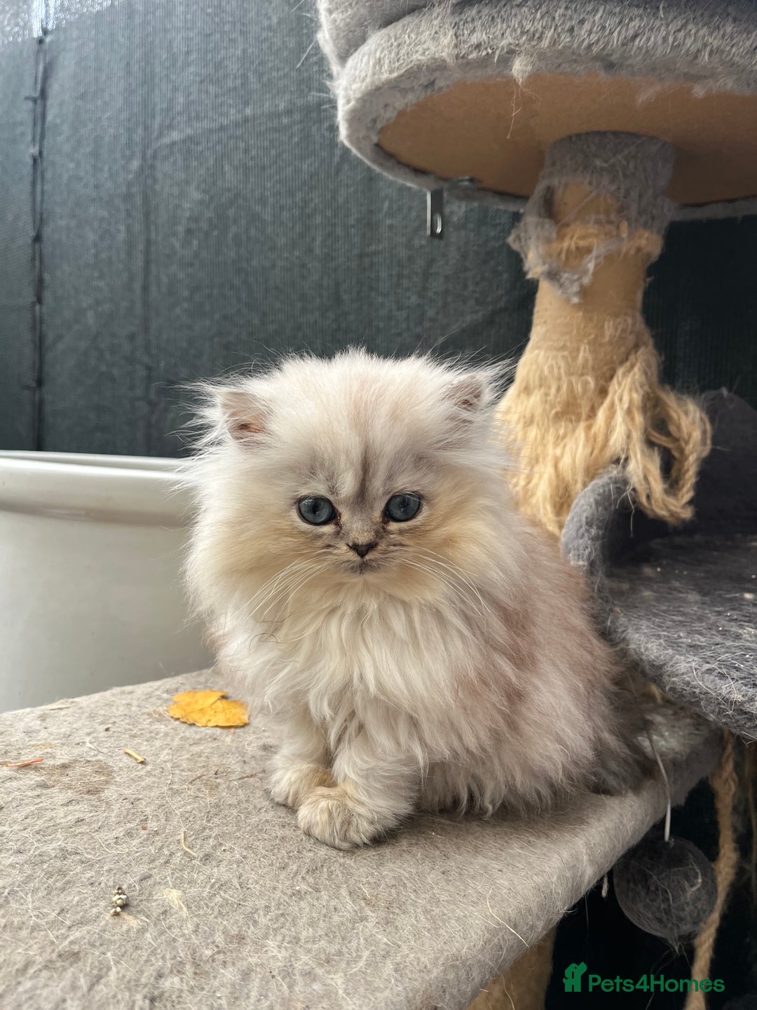 Persian cats for sale: Stunning chinchilla Persian kittens - Image 4