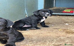 Mixed Breed dogs for sale: PUGGLES - Image 4