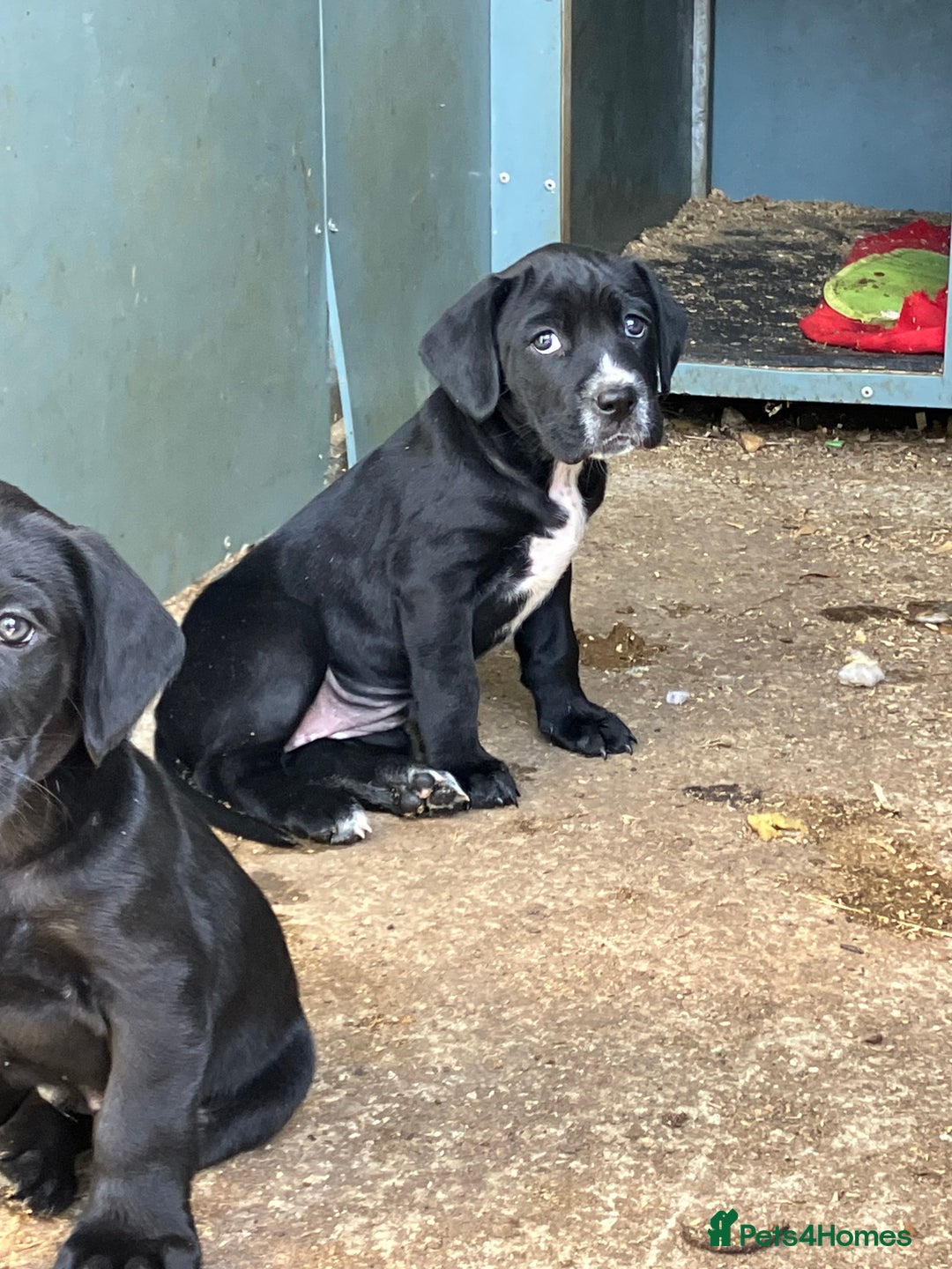 Mixed Breed dogs for sale: PUGGLES - Image 4
