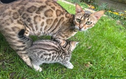 Bengal cats for sale: Bengal x Persian kittens - Image 2