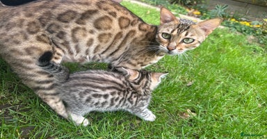 Bengal cats - Advert 15