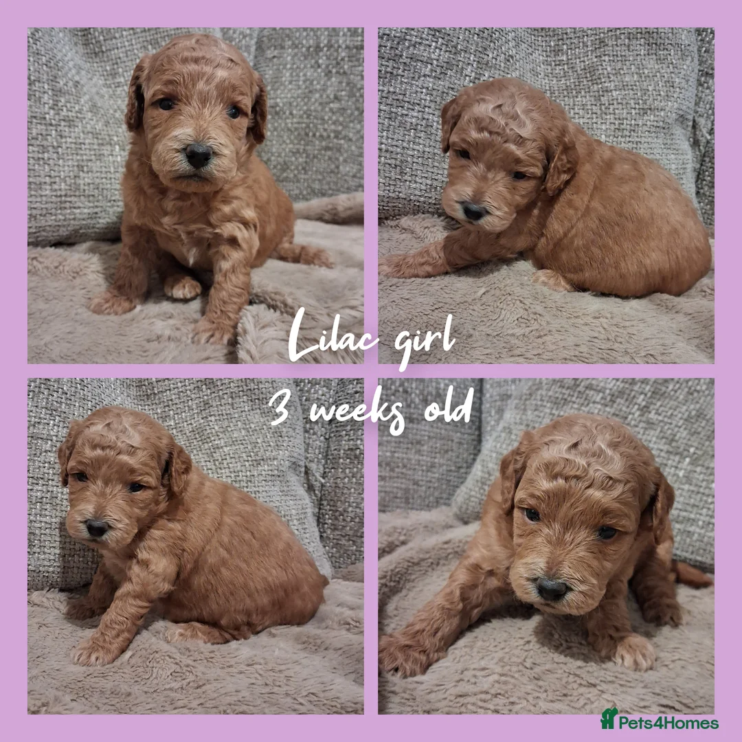 Labradoodle dogs for sale: READY to leave - Miniature F1b Labradoodles - Advert 17