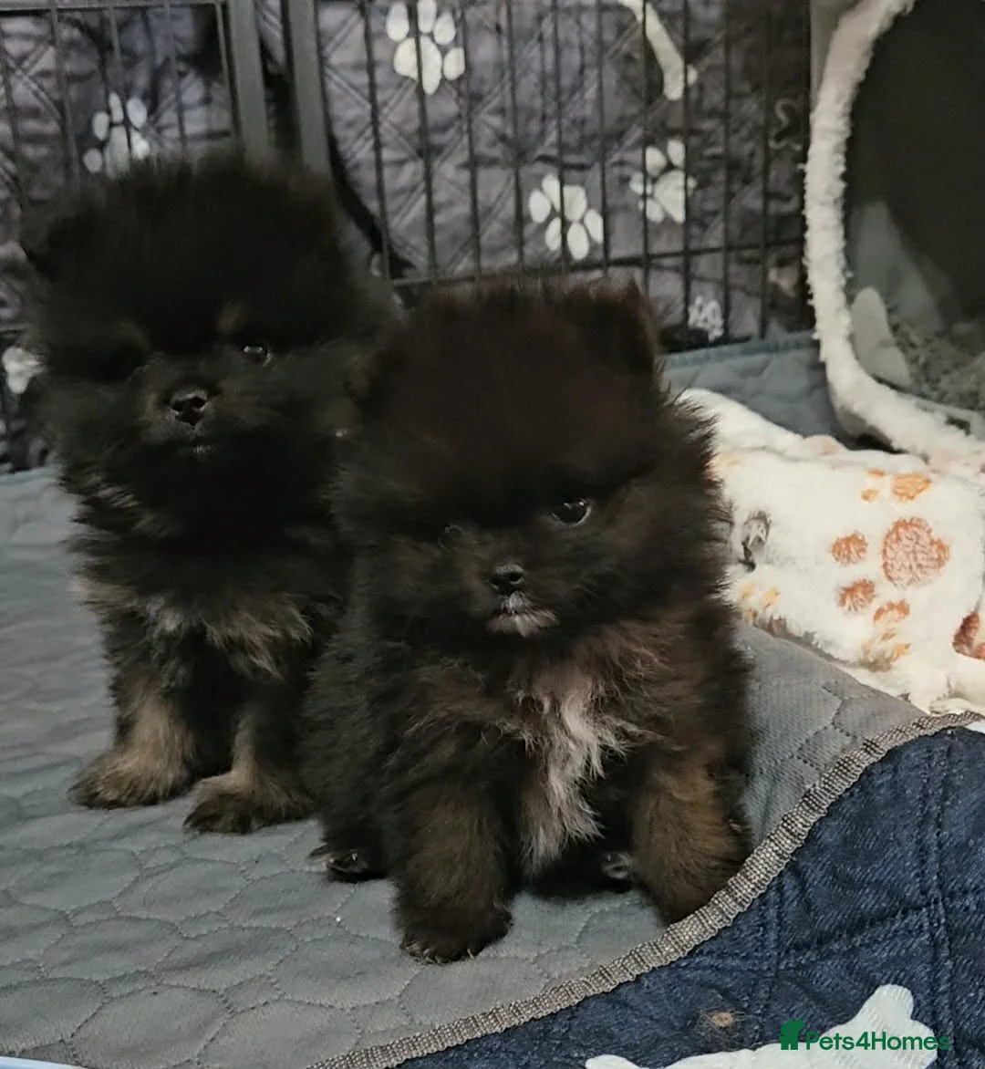 Pomeranian dogs for sale: Stunning litter Top quality Pomeranian puppies.  - Advert 1