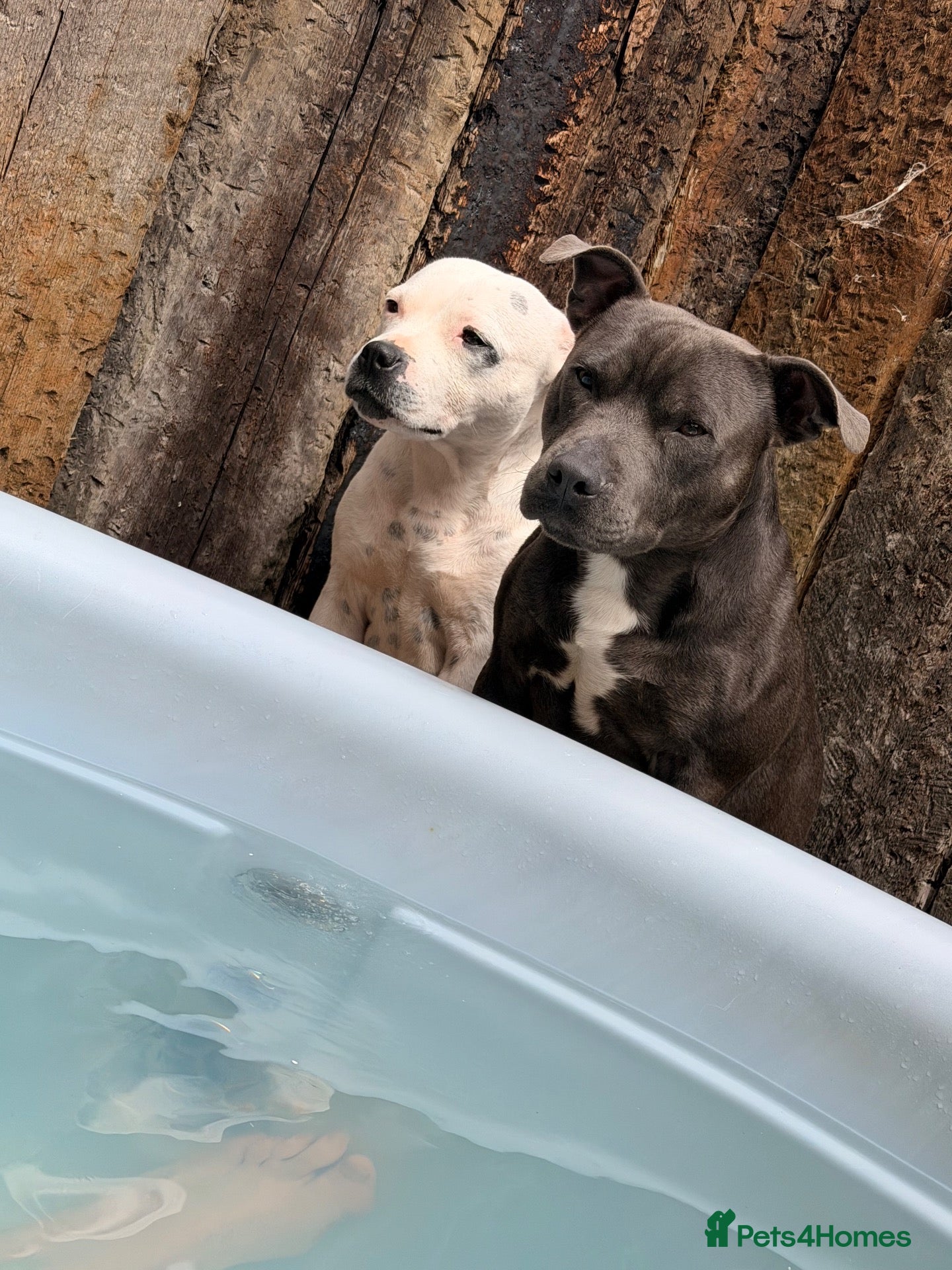 Staffordshire Bull Terrier dogs KC registered brindle pups  - Advert 1