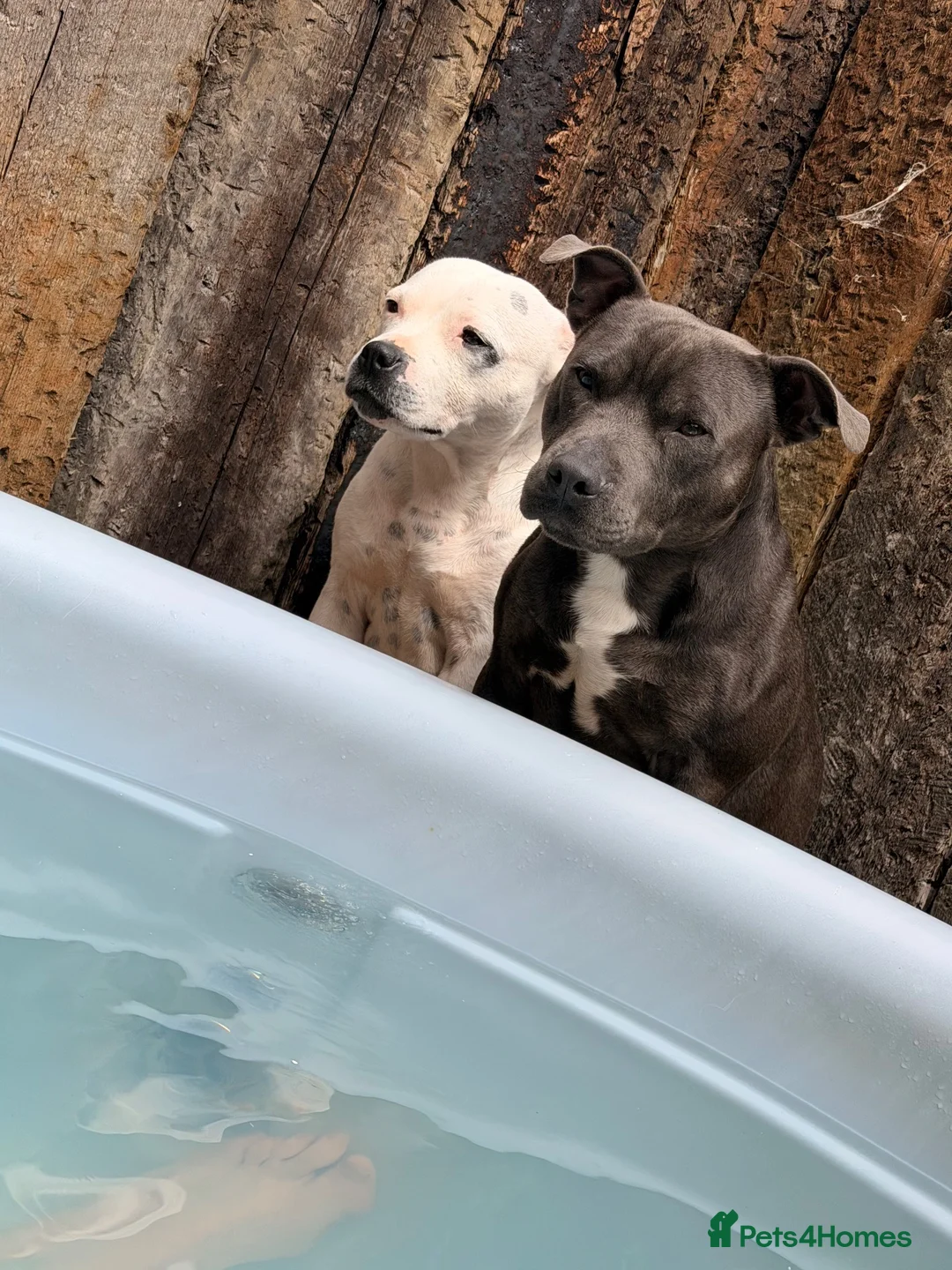 Staffordshire Bull Terrier dogs for sale: KC registered brindle pups  - Advert 1