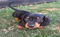 Miniature Dachshund dogs for sale: Almost ready to leave!Amazing Miniature Dachshunds in Doncaster - Image 3