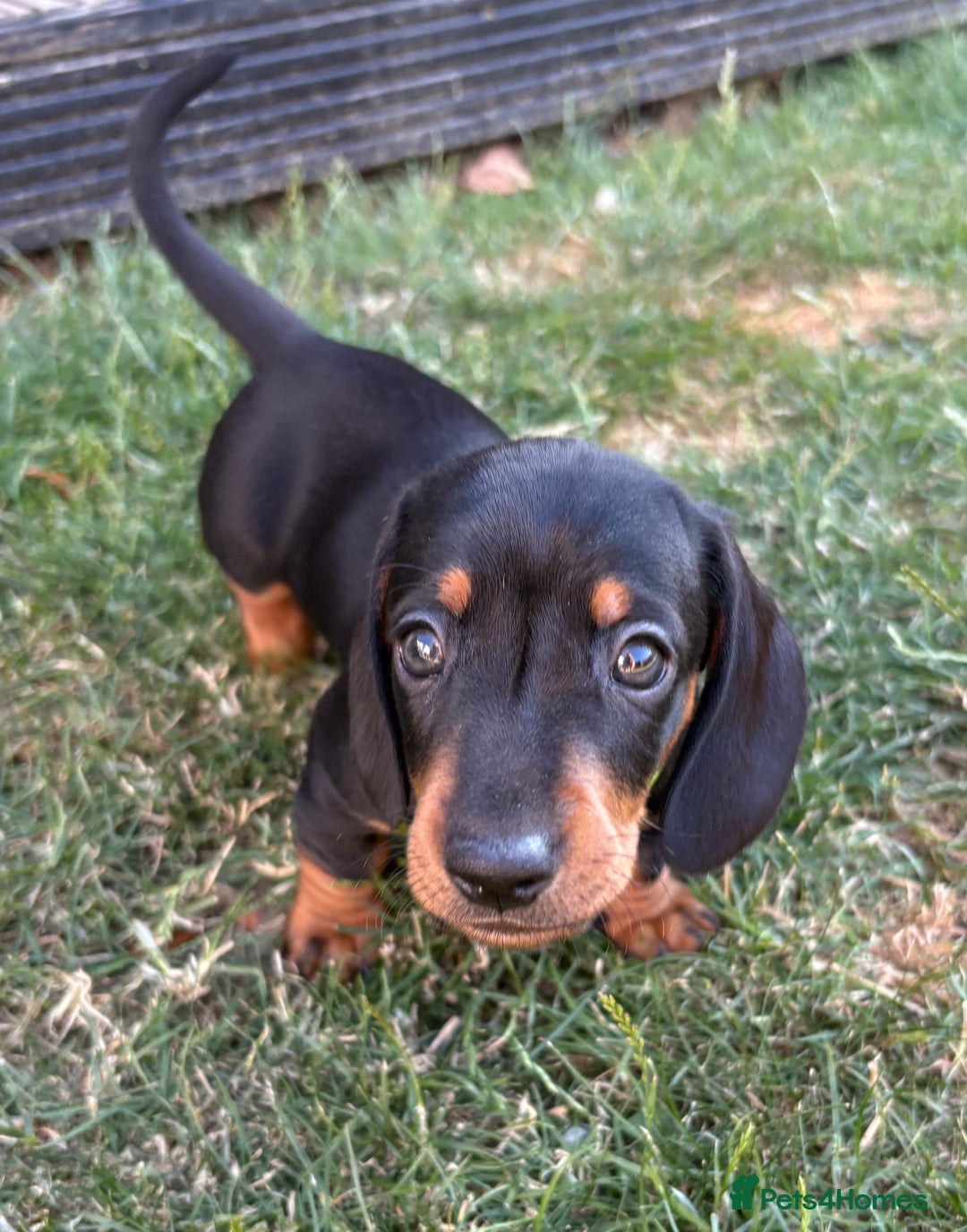 Miniature Dachshund dogs for sale: Almost ready to leave!Amazing Miniature Dachshunds in Doncaster - Image 3
