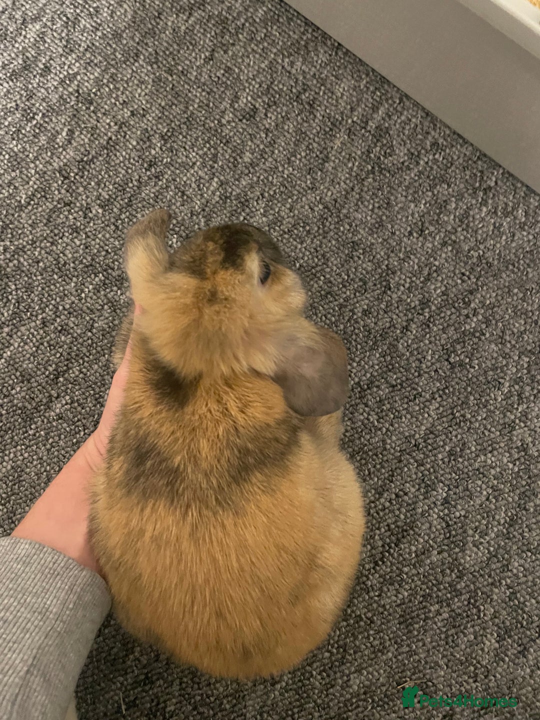 Dwarf Lop rabbits for sale: 2 x Male Dwarf Lop for sale - 12 weeks old  - Advert 2