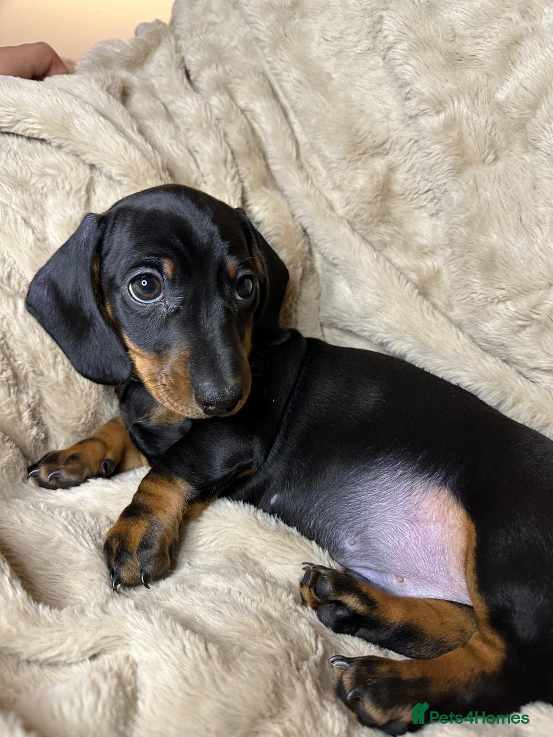Miniature Dachshund dogs for sale: Kennel club registered champion bloodline. - Advert 8