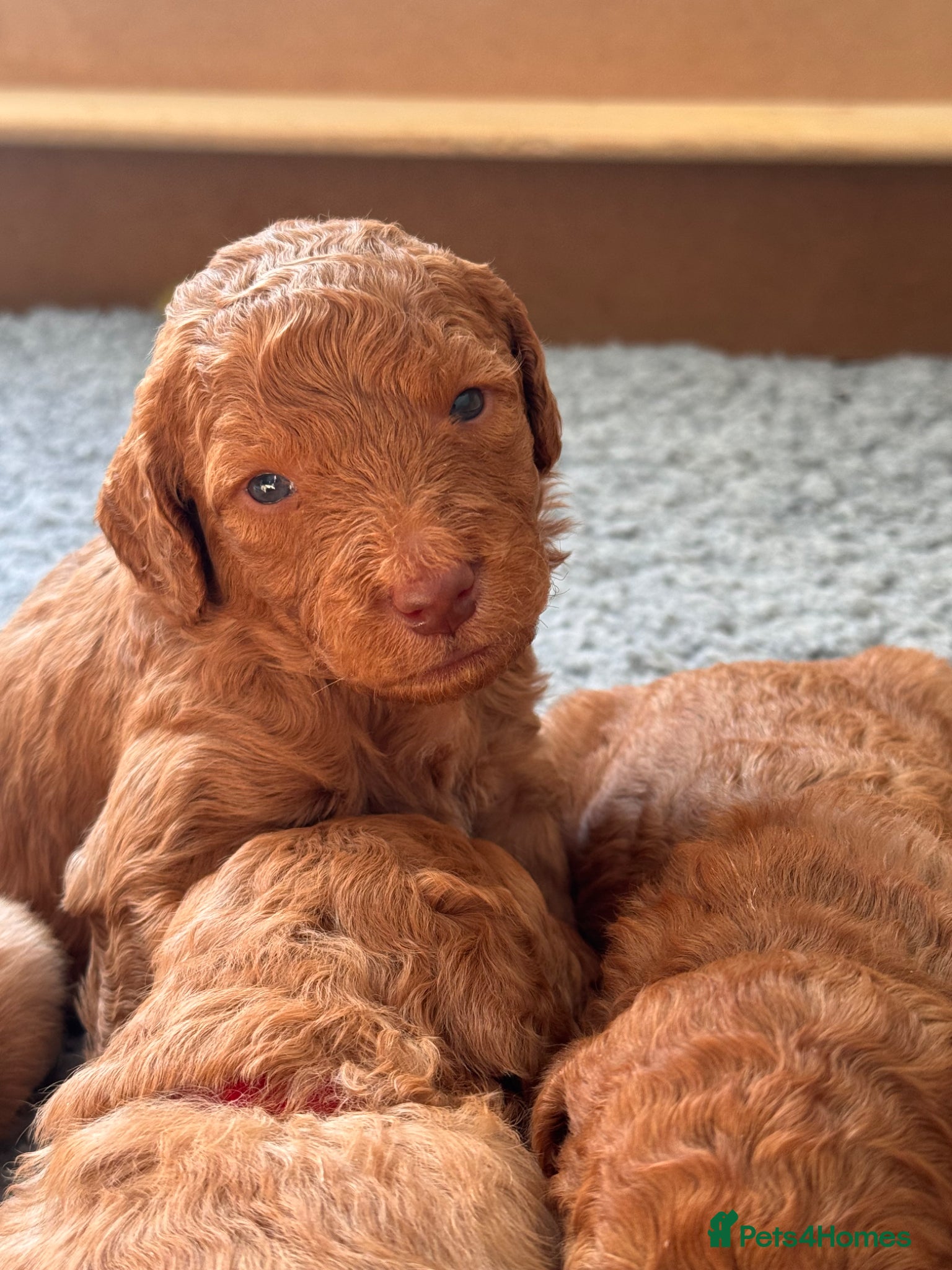 Mixed Breed dogs Australian Labradoodle puppies born 27th March  - Advert 18