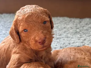 Mixed Breed dogs Australian Labradoodle puppies born 27th March - Advert 18