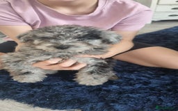 Labradoodle dogs for sale: Labradoodle puppy READY TO LEAVE - Image 9