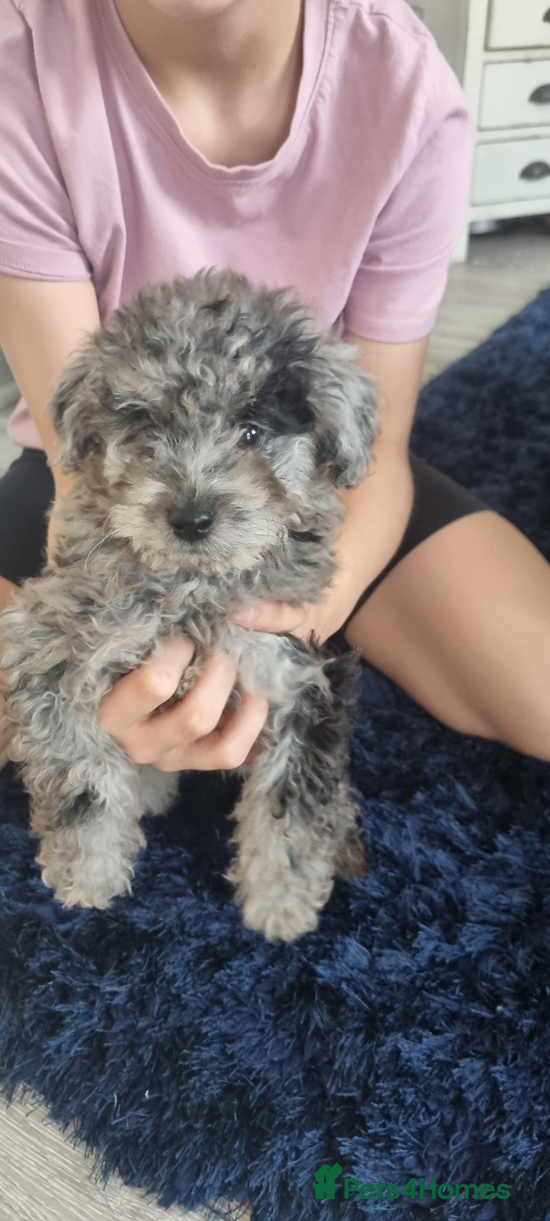 Labradoodle dogs for sale: Labradoodle puppy READY TO LEAVE - Image 9