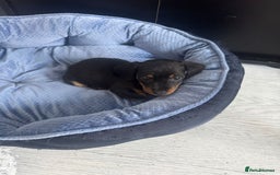 Chihuahua dogs for sale: Miniature dashshund Only 8 weeks old - Image 2