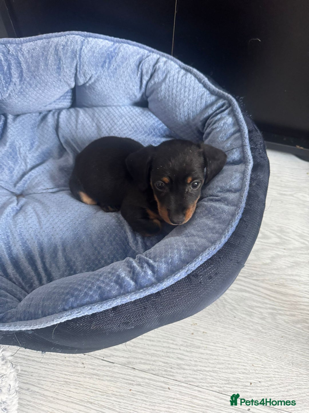 Chihuahua dogs for sale: Miniature dashshund Only 8 weeks old - Image 2