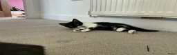 Mixed Breed cats for sale: 1 Male left! £50 ono - Advert 7