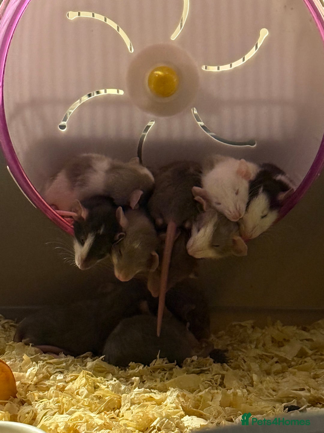 Rat rodents for sale: Adorable baby dumbo rats - Advert 1