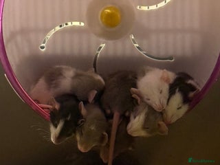 Rat rodents Adorable baby dumbo rats - Advert 1