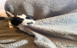 Mixed Breed dogs for sale: SprockerPoo Puppies ready 16/12 - Advert 6