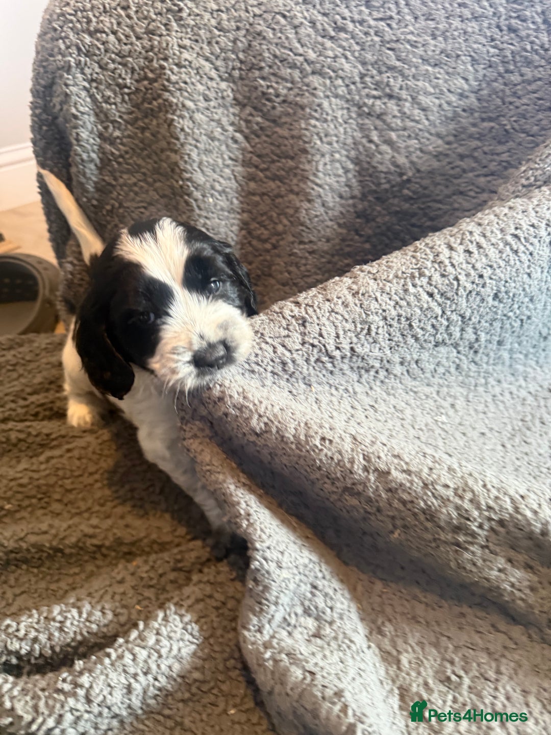 Mixed Breed dogs for sale: SprockerPoo Puppies ready 16/12 - Advert 6