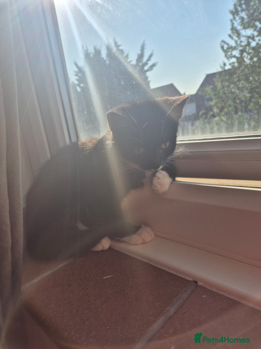 Mixed Breed cats for sale: X2 black and white 10 week old female kittens  - Image 11