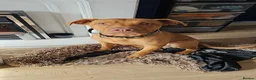 Mixed Breed dogs for sale: 7 month old Mastiff mix puppy  - Advert 1
