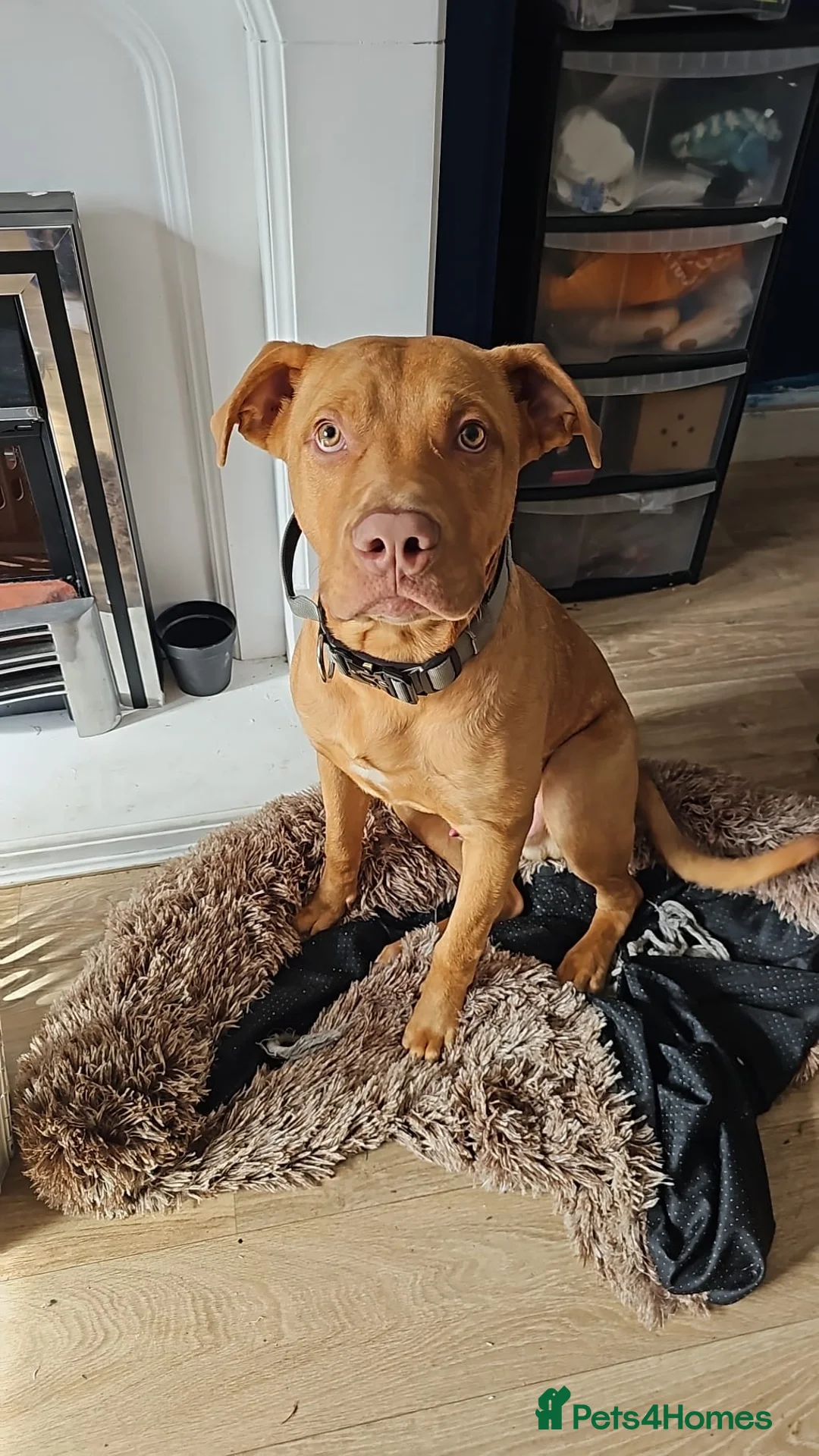 Mixed Breed dogs for sale: 7 month old Mastiff mix puppy  - Advert 1