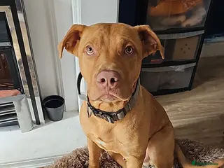 Mixed Breed dogs 7 month old Mastiff mix puppy - Advert 1