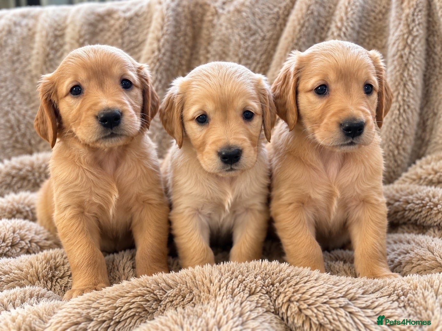 Golden Retriever dogs Beautiful KC Golden Retrievers  - Advert 1