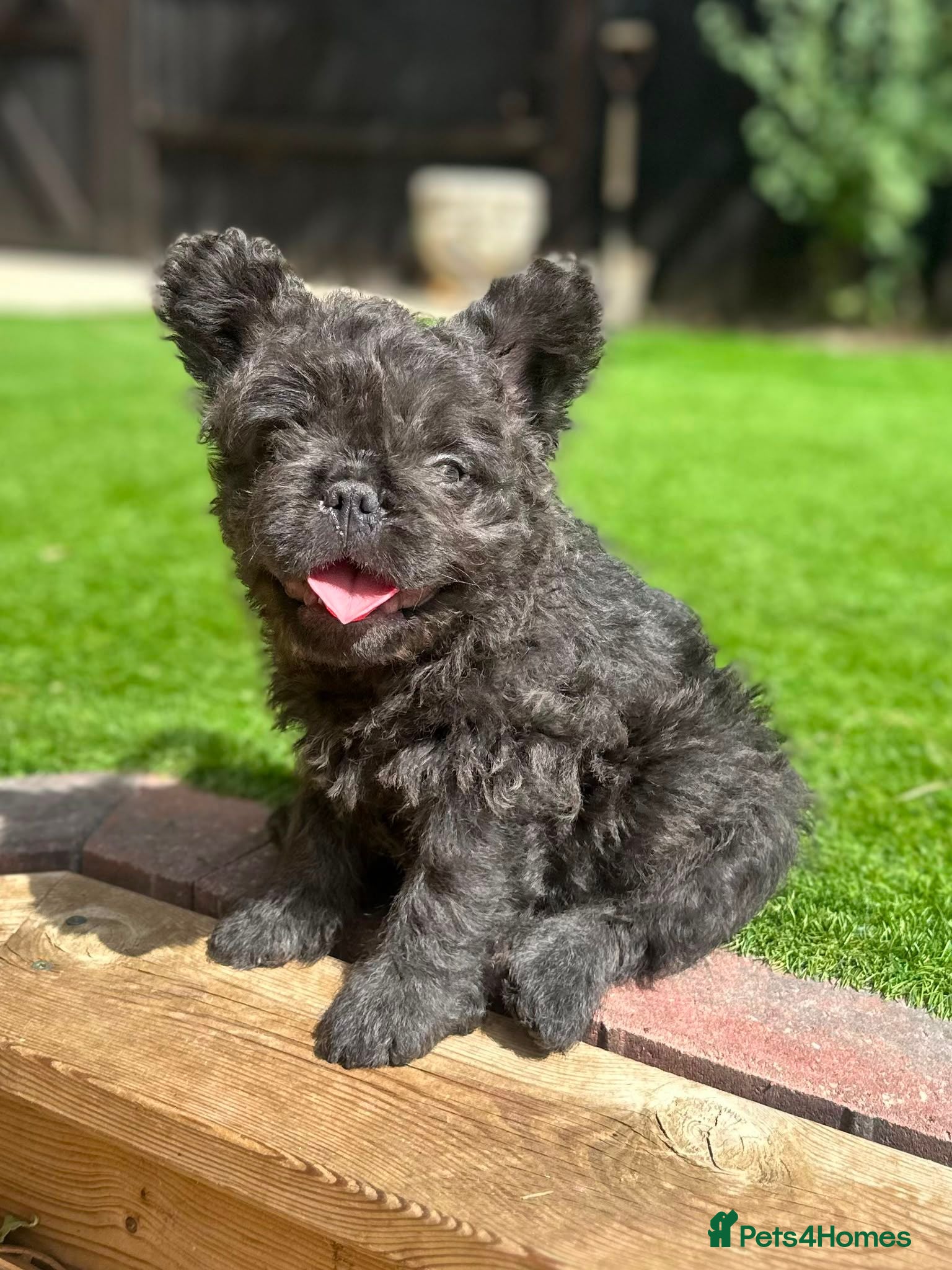 French Bulldog dogs Super Floodles AVAILABLE NOW - Advert 8