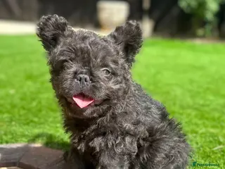 French Bulldog dogs Curly Fluffy french bulldogs AVAILABLE NOW - Advert 13