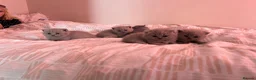 British Shorthair cats for sale: Tica registered British Shorthair Kittens  - Advert 6