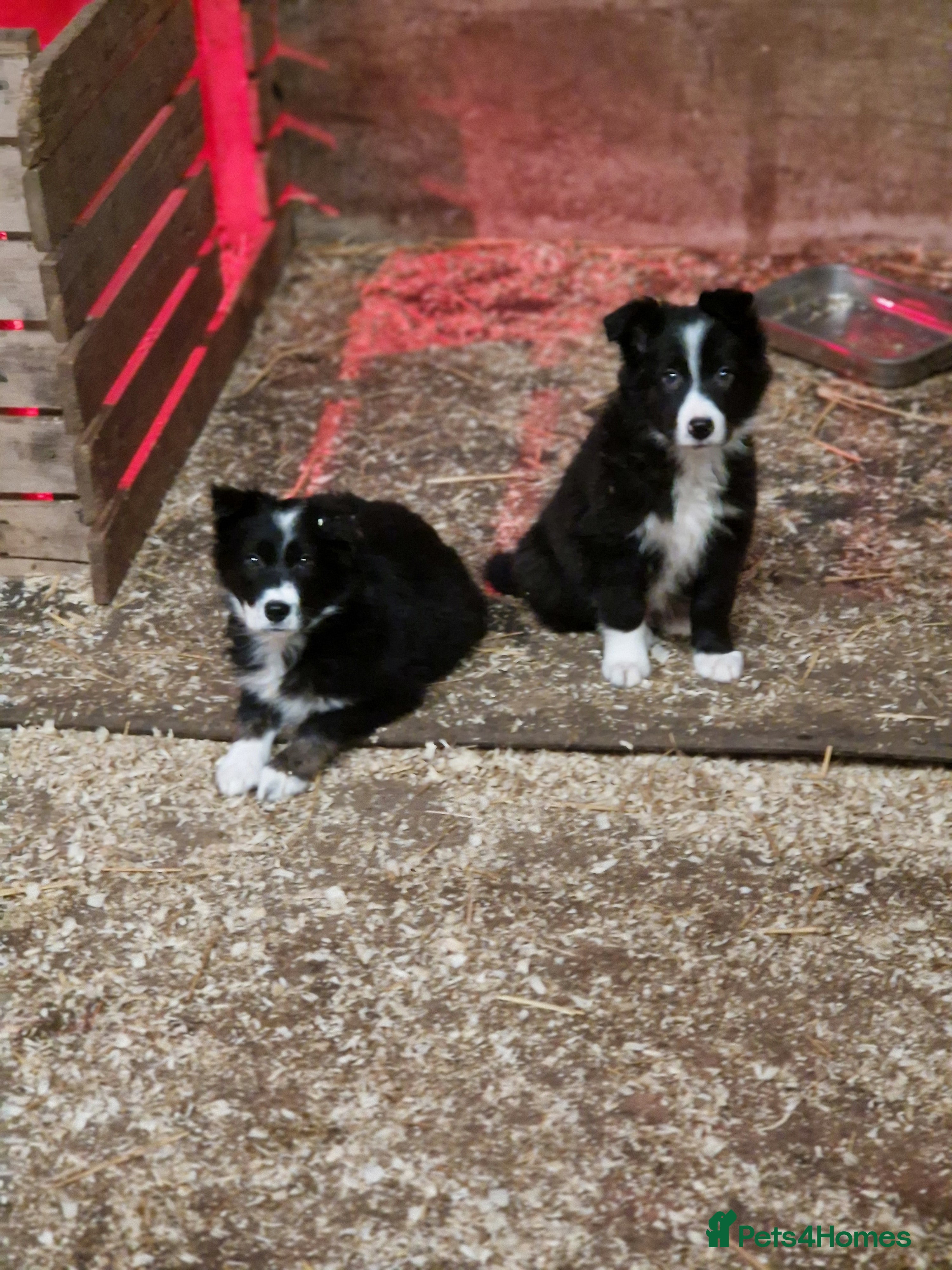 Border Collie dogs Border collie  pups  - Advert 13