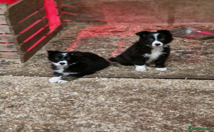 Border Collie dogs Border collie  pups  - Advert 4