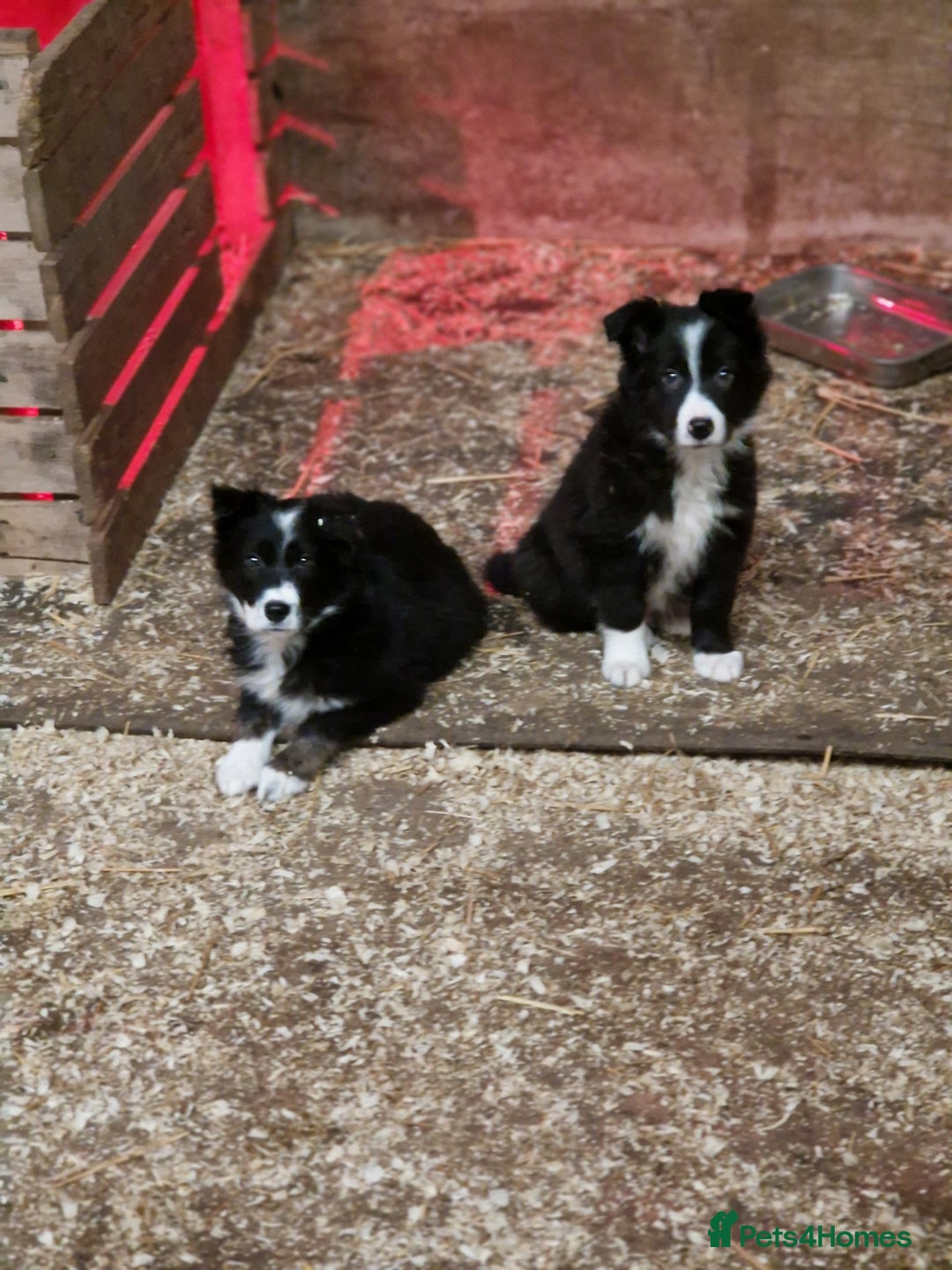 Border Collie dogs for sale: Border collie  pups  - Advert 1