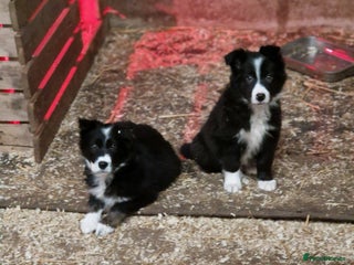 Border Collie dogs Border collie pups - Advert 3