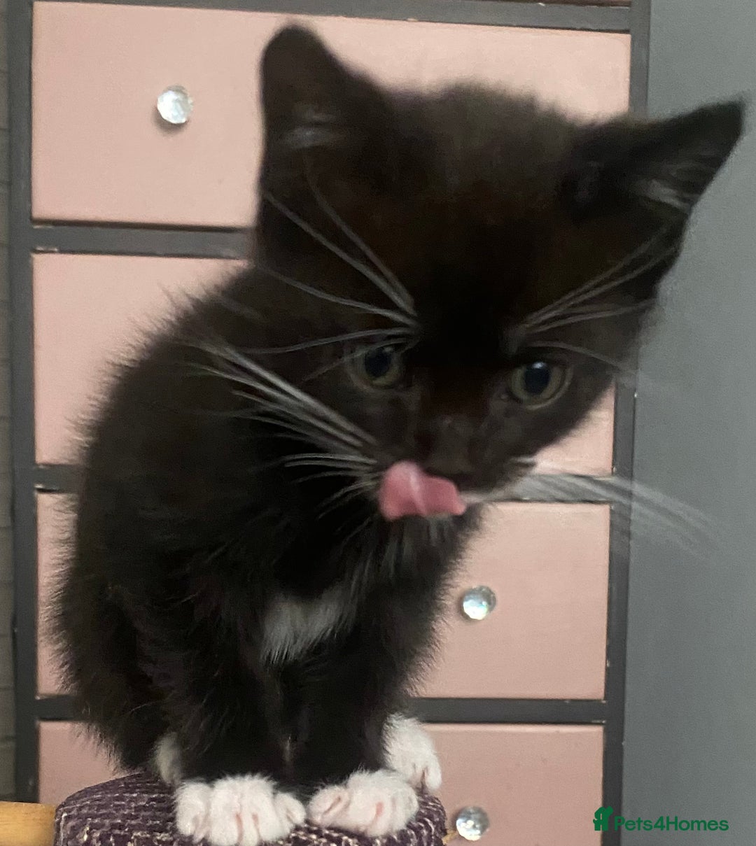 British Shorthair cats for sale: male British short haired black and white kittens  - Image 5
