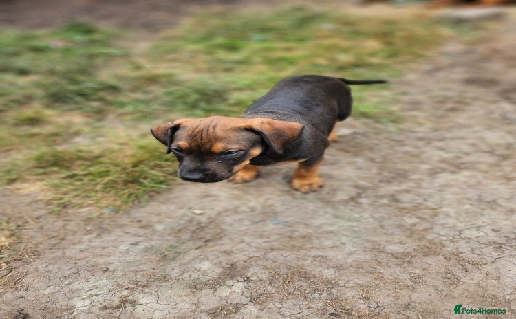 Mixed Breed dogs - Advert 1
