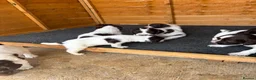 English Springer Spaniel dogs for sale: Working Springer Spaniel Puppies - Advert 7