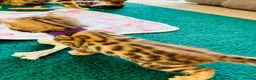 Bengal cats for sale: Amazing Bengal Kittens for sale  - Advert 12
