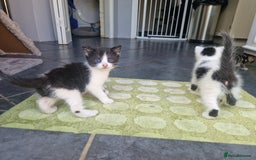 Mixed Breed cats for sale: Female kitten  - Image 5