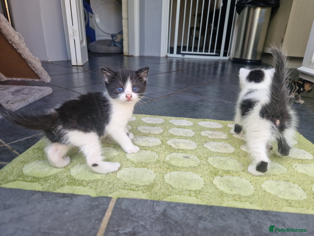 Mixed Breed cats for sale: Female kitten  - Image 5
