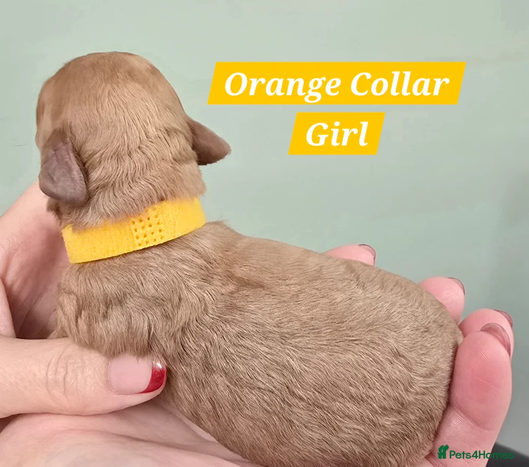 Cavachon dogs for sale: F1 Cavapoochons for sale! - Advert 8