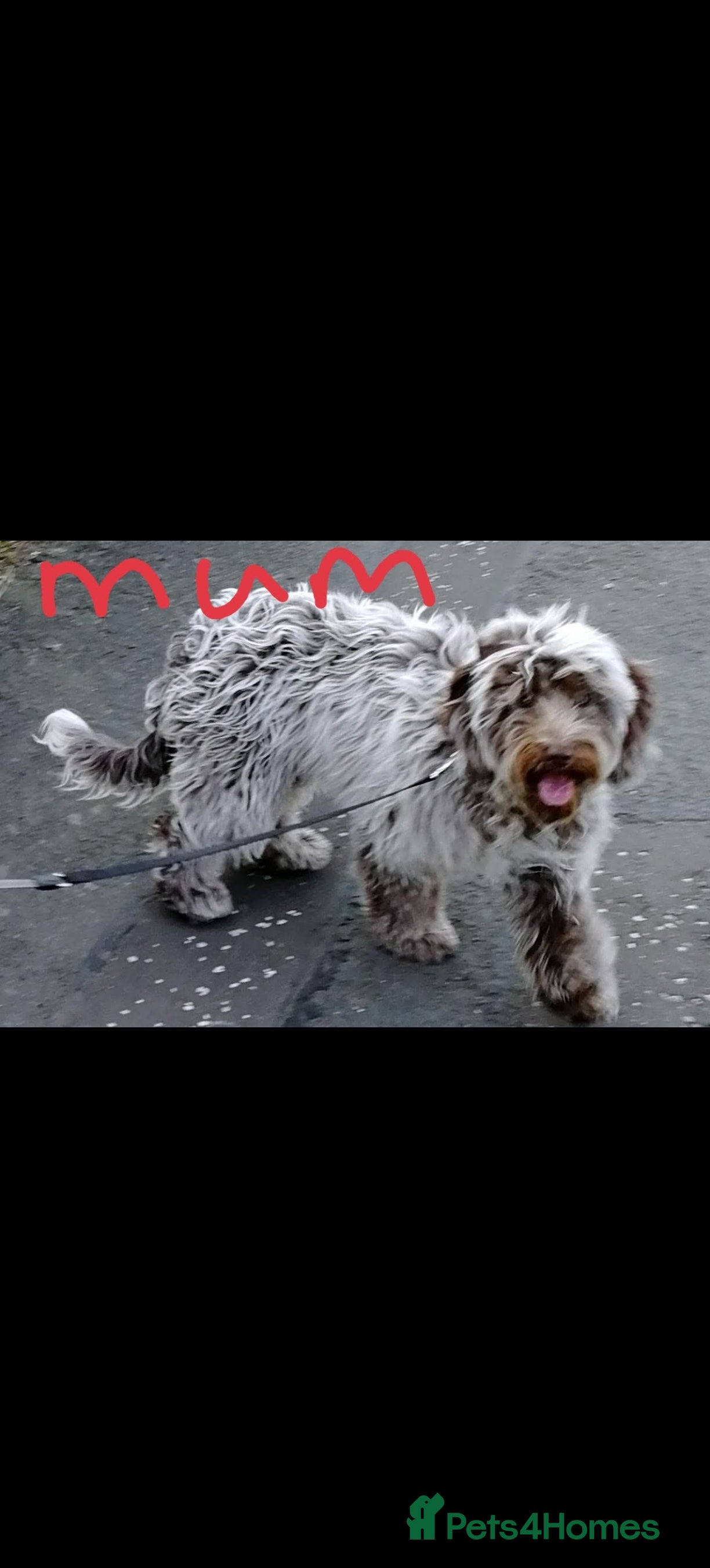 Cockapoo dogs F2 puppies  - Advert 1