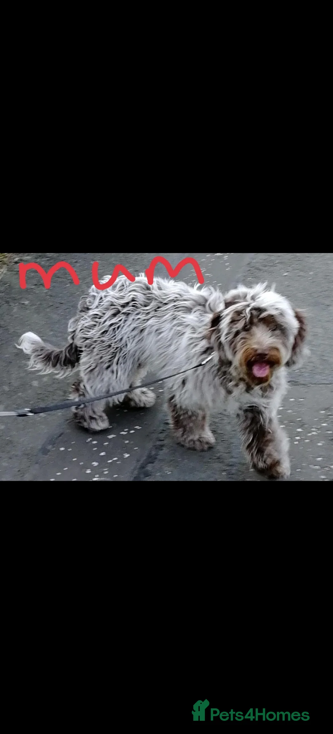 Cockapoo dogs for sale: F2 puppies  - Advert 1