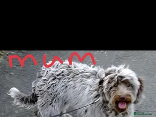 Cockapoo dogs for sale: F2 cockapoo puppies - Advert 1