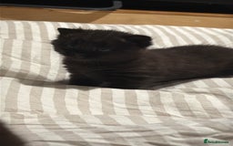 Domestic Shorthair cats for sale: Black kitten - Image 7