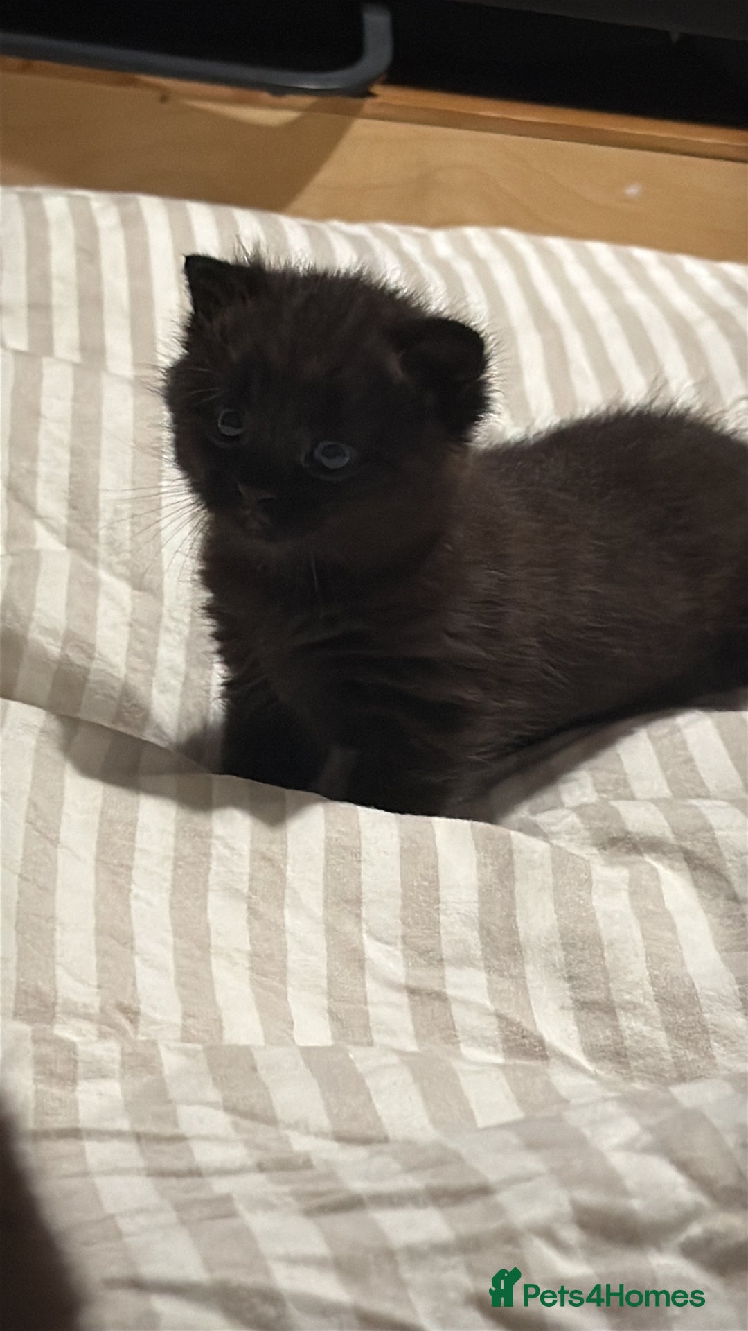 Domestic Shorthair cats for sale: Black kitten - Image 7