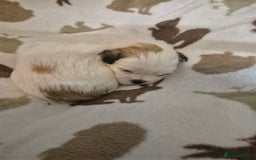 Shih Tzu dogs for sale: Beautiful Shih-tzu's - Image 10