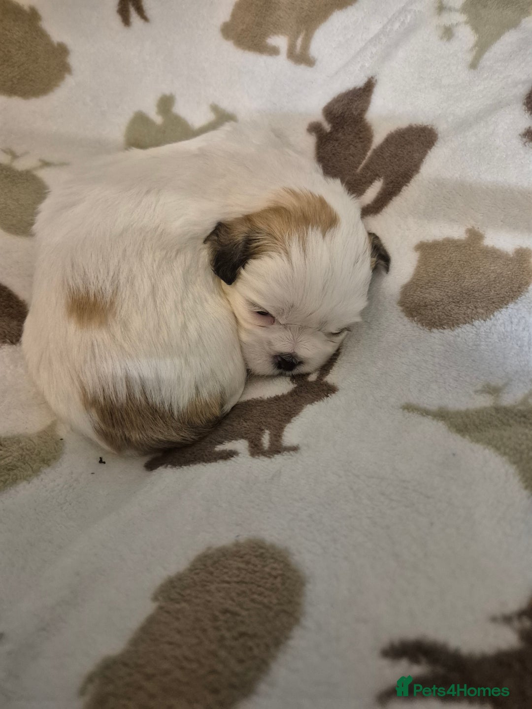 Shih Tzu dogs for sale: Beautiful Shih-tzu's - Image 10